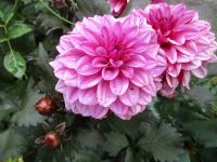 Jiřinka 'Melissa Anna Marijke' - Dekorační jiřinky (Dahlia)