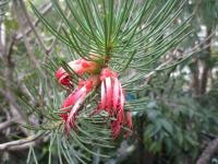 Krasavec skalní (Calothamnus rupestris)