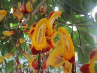 Thunbergie mysorská (Thunbergia mysorensis)