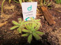 Rosnatka (Drosera hilaris)