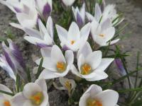 Šafrán zlatý 'Panda' (Crocus chrysanthus)