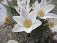 Šafrán zlatý 'Panda' (Crocus chrysanthus)