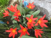 Tulipán Kaufmannův 'Scarlet Baby' - Kaufmanniana tulipány (Tulipa kaufmanniana)