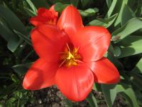 Tulipán Kaufmannův 'Showwinner' (Tulipa kaufmanniana)