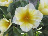 Tulipán Fosterův 'Sweetheart' - Fosteriana tulipány (Tulipa fosteriana)
