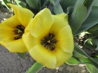 Tulipán 'Easter Parade' - Fosteriana tulipány