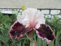 Kosatec 'Radka' - Obrubové kosatce (Iris)