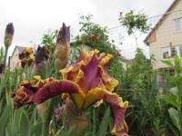 Kosatec ''Affair To Remember' - Vysoké bradaté kosatce (Iris)