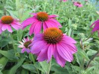 Třapatkovka nachová 'PowWow Wild Berry' (Echinacea purpurea)