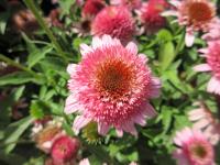 Třapatkovka nachová 'Sombrero Double Pink' (Echinacea purpurea)
