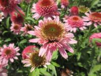 Třapatkovka nachová 'Sombrero Double Pink' (Echinacea purpurea)