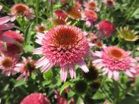 Třapatkovka nachová 'Sombrero Double Pink' (Echinacea purpurea)