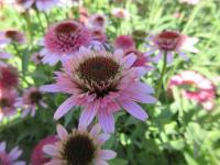 Třapatkovka nachová 'Sombrero Double Pink' (Echinacea purpurea)