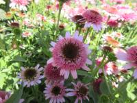 Třapatkovka nachová 'Sombrero Double Pink' (Echinacea purpurea)