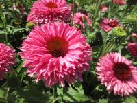 Třapatkovka nachová 'Bolero Pink' (Echinacea purpurea)