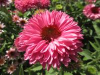 Třapatkovka nachová 'Bolero Pink' (Echinacea purpurea)
