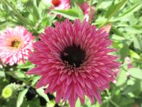 Třapatkovka nachová 'Bolero Pink' (Echinacea purpurea)