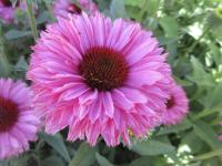 Třapatkovka nachová 'Bolero Pink' (Echinacea purpurea)