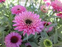 Třapatkovka nachová 'Bolero Pink' (Echinacea purpurea)