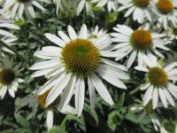 Třapatkovka nachová 'White Swan' (Echinacea purpurea)