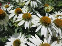 Třapatkovka nachová 'White Swan' (Echinacea purpurea)