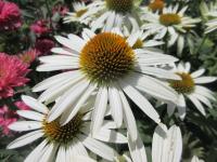 Třapatkovka nachová 'White Swan' (Echinacea purpurea)