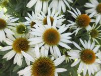 Třapatkovka nachová 'White Swan' (Echinacea purpurea)