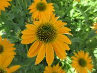 Třapatkovka nachová 'Lakota Yellow' (Echinacea purpurea)