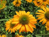 Třapatkovka nachová 'Lakota Yellow' (Echinacea purpurea)