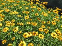 Třapatkovka nachová 'Lakota Yellow' (Echinacea purpurea)