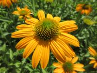 Třapatkovka nachová 'Lakota Yellow' (Echinacea purpurea)