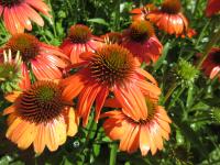 Třapatkovka nachová 'Lakota Orange' (Echinacea purpurea)