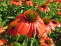 Třapatkovka nachová 'Lakota Orange' (Echinacea purpurea)