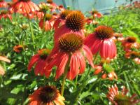 Třapatkovka nachová 'Lakota Orange' (Echinacea purpurea)