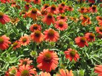 Třapatkovka nachová 'Lakota Orange' (Echinacea purpurea)
