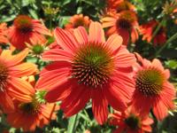 Třapatkovka nachová 'Lakota Orange' (Echinacea purpurea)