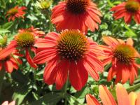 Třapatkovka nachová 'Lakota Orange' (Echinacea purpurea)