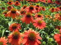 Třapatkovka nachová 'Lakota Orange' (Echinacea purpurea)