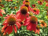 Třapatkovka nachová 'Lakota Orange' (Echinacea purpurea)