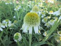 Třapatkovka nachová 'Delicious Nougat' (Echinacea purpurea)