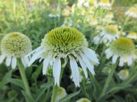 Třapatkovka nachová 'Delicious Nougat' (Echinacea purpurea)