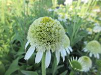 Třapatkovka nachová 'Delicious Nougat' (Echinacea purpurea)