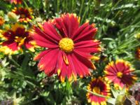 Krásnoočko velkokvěté 'UpTick Red' (Coreopsis grandiflora)