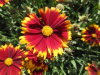 Krásnoočko velkokvěté 'UpTick Red' (Coreopsis grandiflora)