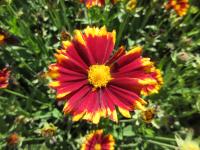 Krásnoočko velkokvěté 'UpTick Red' (Coreopsis grandiflora)