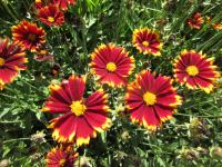 Krásnoočko velkokvěté 'UpTick Red' (Coreopsis grandiflora)