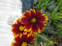 Krásnoočko velkokvěté 'UpTick Red' (Coreopsis grandiflora)