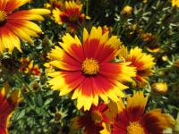 Krásnoočko velkokvěté 'UpTick Gold and Bronze' (Coreopsis grandiflora)