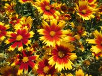 Krásnoočko velkokvěté 'UpTick Gold and Bronze' (Coreopsis grandiflora)