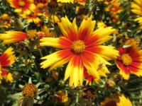 Krásnoočko velkokvěté 'UpTick Gold and Bronze' (Coreopsis grandiflora)